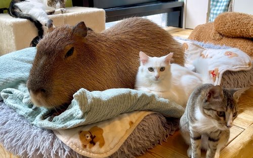 Cozy Cat Therapy in Kichijoji: Hang Out with Rescued Cats in Tokyo