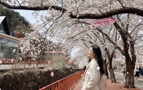 Eden CherryBlossom/Eobi IceValley/Nami/Strawberry Picking 1 Day Tour