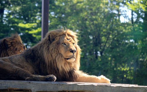 Nasu Safari Park Ticket
