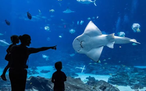 Georgia Aquarium Admission in Atlanta
