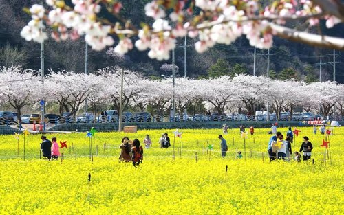 Seoul Mangbang Canola & Rose Park - En dags blomstertur