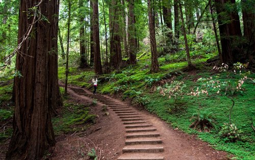 Prohlídka sekvojového lesa Muir Woods a Sausalita ze San Francisca