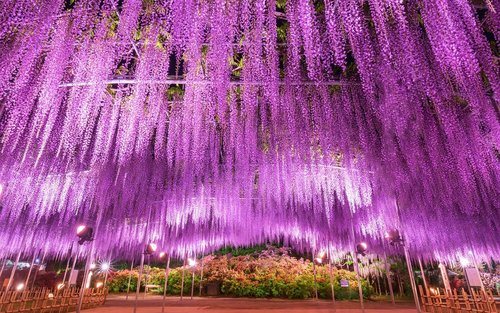 【春季限定】足立花卉公园夜紫藤花 & 常陆海滨公园粉蝶花 & 神矶鸟居绝景一日游｜东京出发