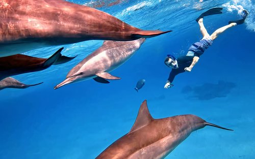 Marsa Alam - Paglalakbay sa Sataya Dolphin House na May Overnight 