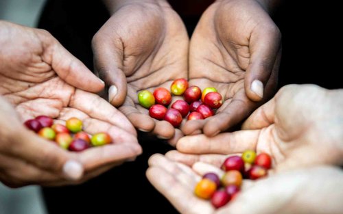 Kigali Traditional Coffee Experience ( Bean to Brew)