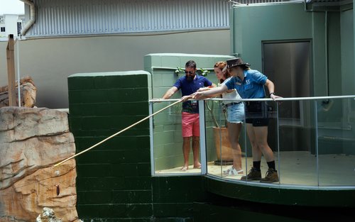 クロコダイル エサやり体験（ダーウィン / ガイド付き）