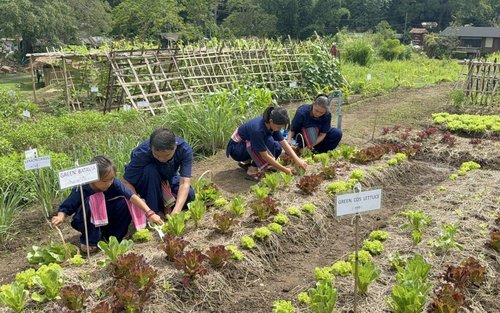 Das Landleben entdecken: Vom Acker bis zum Tisch in Chiang Mai