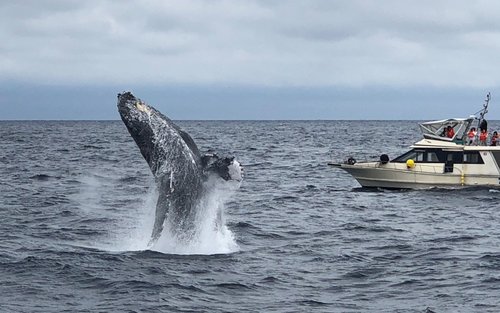 冲绳赏鲸之旅/那霸・北谷出发