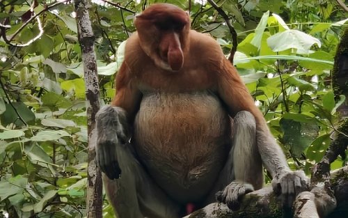 Kuching Bako National Park Full-Day Wildlife Discovery