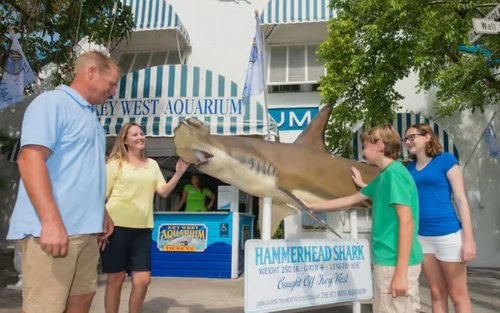 Key West Aquarium Admission in Key West