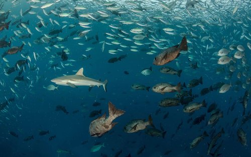 Descubre las Maravillas Acuáticas de Koror en una Excursión de Buceo con el Centro PADI 5*