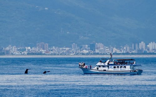 Walbeobachtung in Hualien | Whale World Walbeobachtungs-Ökotour