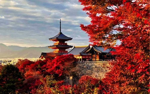 Visite privée d'une journée personnalisée dans les lieux populaires d'Osaka/Kyoto/Nara/Uji/Kobe