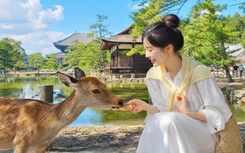 [한국인 가이드] [나라 & 교토] 오사카 출발 버스투어 동대사 사슴공원 청수사 여우신사 뵤도인 1일 니코니코