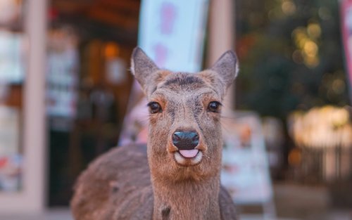 [한국어 가이드 & 리뷰 이벤트] [🌸NEW🌸] 오사카 출발 나라 고베 1일 버스투어 (라쿠투어)