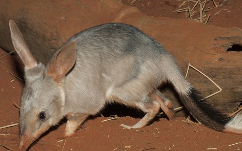 Perth Barna Mia & Dryandra Full-Day Wildlife Tour with Stargazing