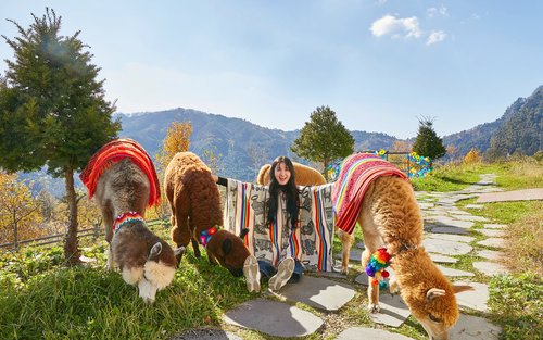 Alpaca World Day Tour|Nami , Railbike, Morning Calm, Ski & Sledding