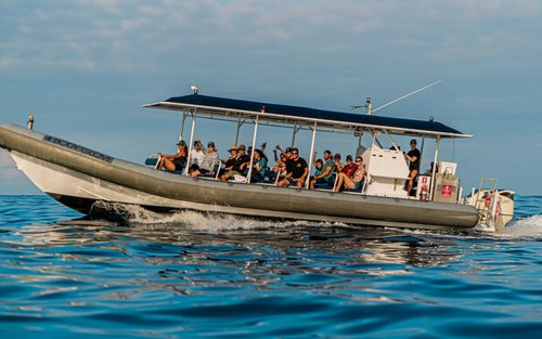 Kailua-Kona Half-Day Whale Watching Adventure