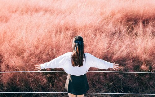[Hotel Pick-up] Jeju Autumn Pink Muhly Day Tour - Small Group