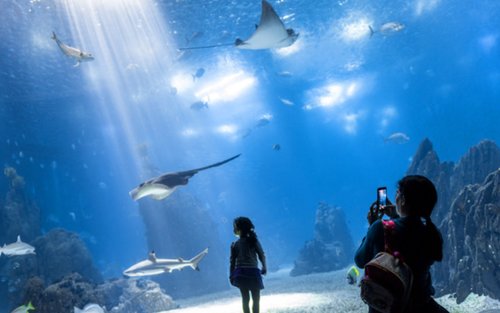Vé Thủy Cung Oceanarium ở Lisbon