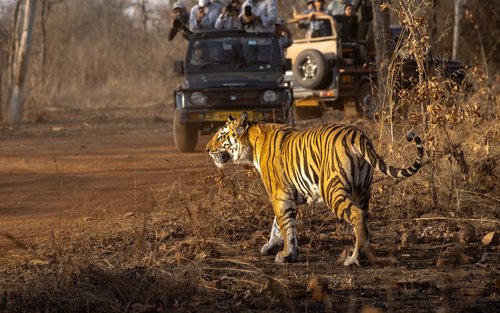 From Delhi/ Jaipur: Ranthambore Tiger Safari Day T rip