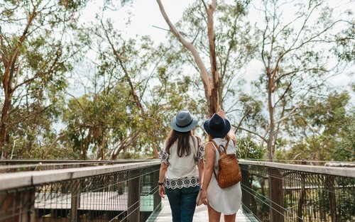 Koala Conservation Reserve Ticket in Phillip Island