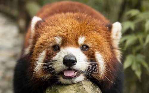 En dags tur til Dujiangyan og Panda Valley i Chengdu