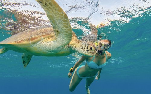  [한국어 가이드] 🐢 (거북이 보장제) 프리미엄 와이키키 거북이 스노클링 해양 5종