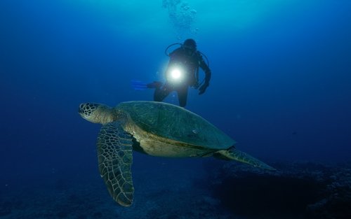 Night Dive Experience in Oahu