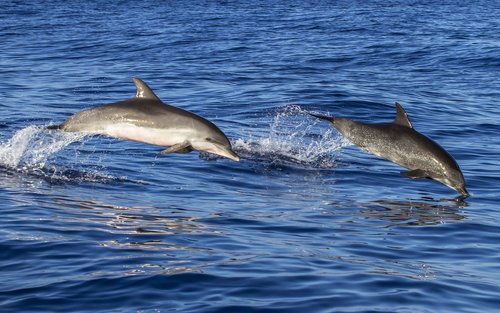 Dolphin Watching Cruise and Snorkeling Experience in Key West