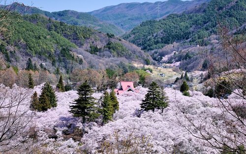 [Isang Araw na Pamamasyal sa Nagano para Makita ang mga Bulaklak ng Cherry Blossom] Unang Sakura sa Buong Mundo - Takato Castle Ruins Park x Pambansang Yaman na "Matsumoto Castle" x Pagbisita sa Miso - Dobleng Paglilibot sa mga Sikat na Tanawin (Pag-alis 