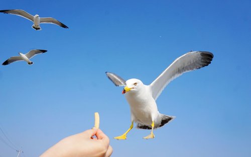 Excursão de um dia de bicicleta ferroviária Incheon Yeongjong e Parque Sorae