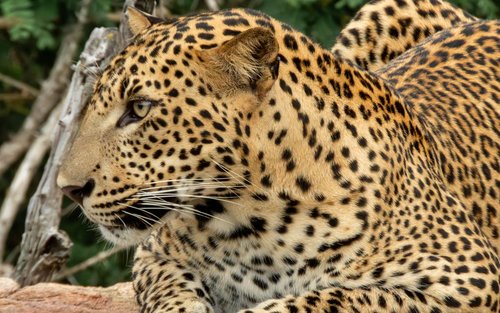 Wilpattu National Park Private Leopard Safari & Custom Transfers