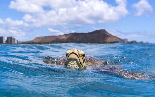 Waikiki Schildpad Snorkel- en Zeilervaring met Lunch