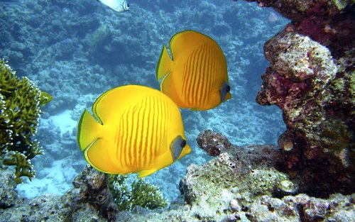 New Taipei City, Gongliao Longdong Diving Experience, No License R