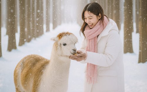 Alpaca/Nami/Eobi Ice Valley/RailBike/Morning Calm/Begonia Bird Park