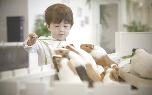 บัตรเข้าสวนสัตว์ในร่ม Anitouch Minatomirai ในโยโกฮาม่า