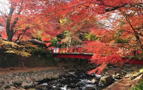 Visite d'une journée complète des feuilles d'automne de Tokyo Shuzenji Onsen