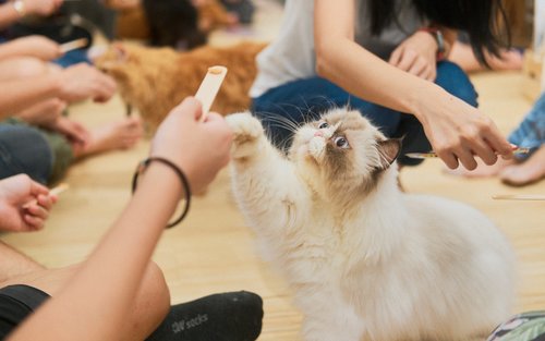 Art Jamming with Cats by Wildflower Studio