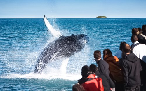Tour Đi Thuyền Xem Cá Voi Nguyên Bản Husavik