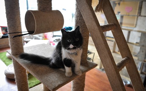 Tiket The Cat Cabin di Jakarta