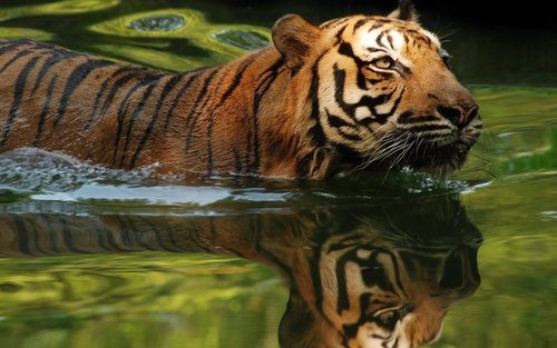 บัตรเข้าสวนสัตว์เนการา (Zoo Negara) ในมาเลเซีย