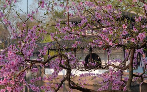 Całodniowa wycieczka po Suzhou: Ogród Pokornego Administratora + Świątynia Hanshan + malowniczy obszar Wzgórza Tygrysiego + ulica Qilishantang
