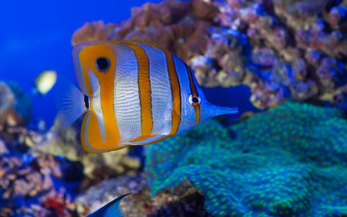 Aquarium of Genoa ticket