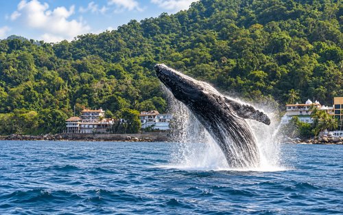 Walbeobachtung Puerto Vallarta | Avistamiento de Ballenas Halbtägige Walbeobachtungs- & Bootstour