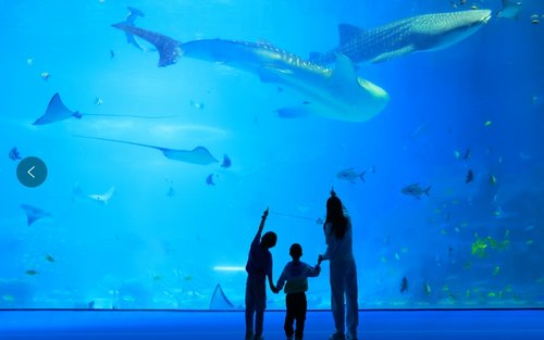 Zhuhai Chimelong Ocean Kingdom Trip Photography