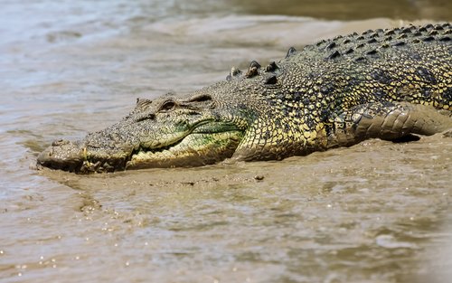 アデレード・リバー・ジャンピング・クロコダイル・クルーズ半日ツアー