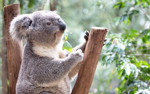 Tagesausflug zu den Blue Mountains und zum Zoo mit chinesischsprachigem Reiseleiter