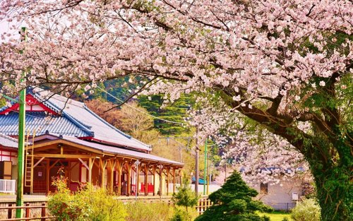 Yahiko Park & Niigata Station Full-Day Bus Tour