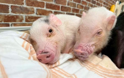[Micro Pig Interaction Experience Butagoya] 30-Minute Experience